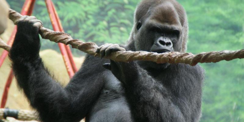 Le zoo d’Amnéville pourrait être placé en redressement judiciaire