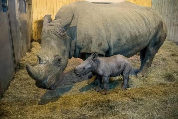Naissance rare d'un petit rhinocéros blanc au zoo d'Amnéville