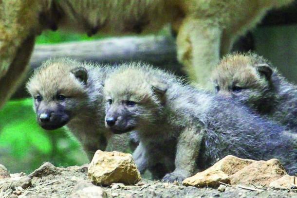 Naissances de quatre louveteaux d'Arctique au Zoo d'Amnéville