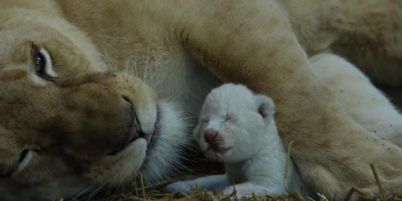 Zoo d'Amnéville : les rois lions blancs "très rares" sont partis