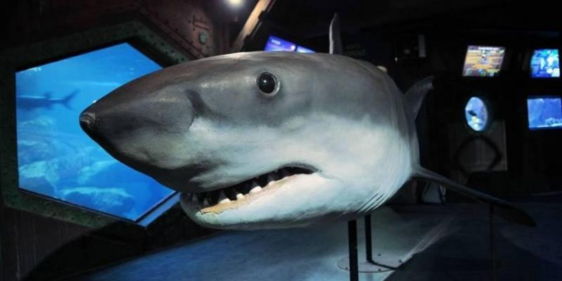 L’aquarium d’Amnéville, en difficulté, placé en redressement judiciaire