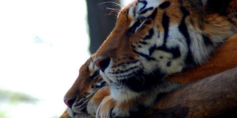 Le Zoo d’Amnéville confirme la date d'ouverture de sa nouvelle attraction “Tiger World“