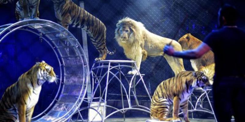 Le cirque Arlette Gruss promet un show spectaculaire à Nancy durant quinze jours