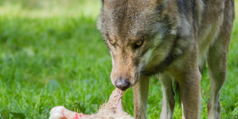 La Meurthe-et-Moselle autorise les tirs d’effarouchement contre le loup