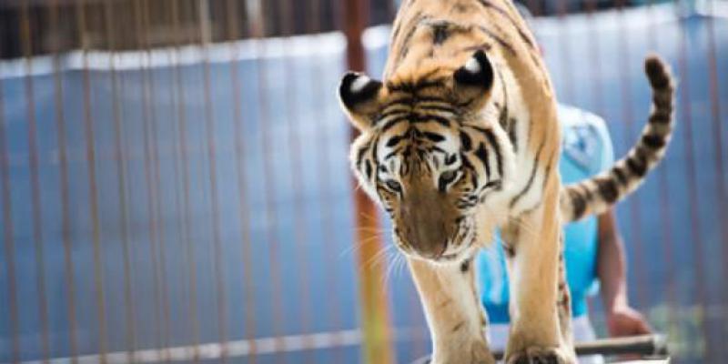 Au zoo d'Amnéville, Tiger World en chantier, 28 000 signatures contre