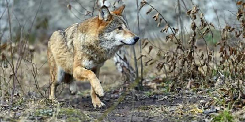 Le loup soupçonné d'une attaque mortelle à 20 kilomètres de Nancy