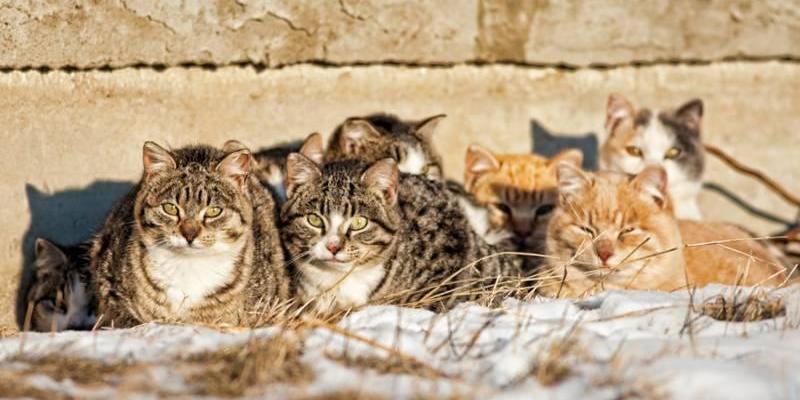 Vosges : une femme jugée pour des maltraitances sur ses 113 chats