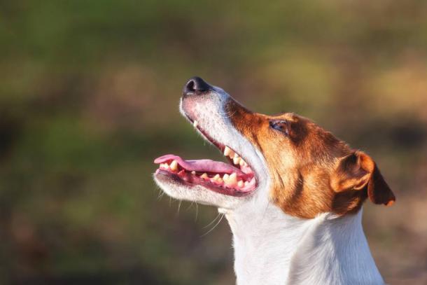 Un nourrisson mordu et grièvement blessé par un chien en Meurthe-et-Moselle