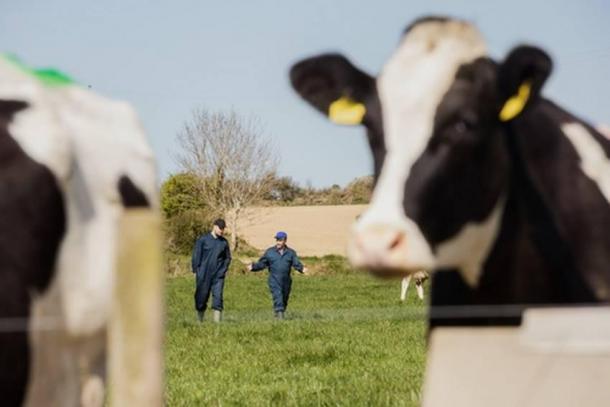 Moselle: des cas de fièvre charbonneuse détectés dans plusieurs élevages