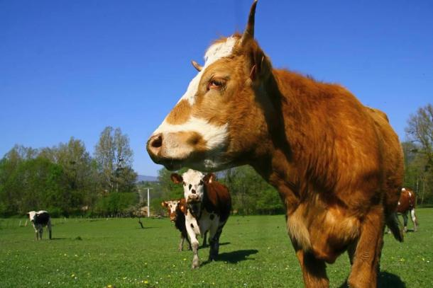 Un cas de "vache folle" confirmé dans un élevage des Ardennes