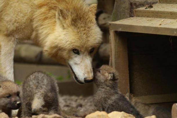 Six louveteaux sont nés au zoo d’Amnéville qui étoffe son carnet rose