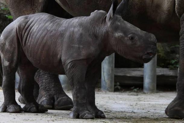Carnet rose au zoo d'Amnéville: naissance rarissime d'un rhinocéros blanc