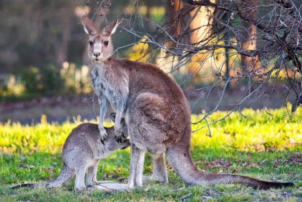 Un loup soupçonné d'avoir tué un kangourou dans la Meuse