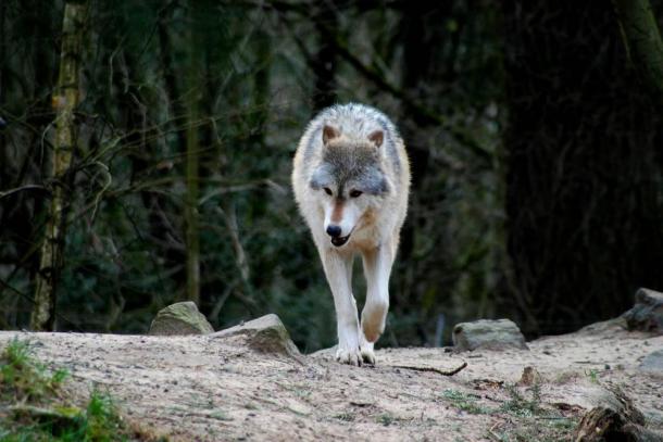 Autorisation de tuer le loup en Meurthe-et-Moselle et dans les Vosges