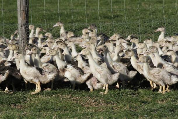 Grippe aviaire : l'ensemble du territoire national placé en "risque élevé"