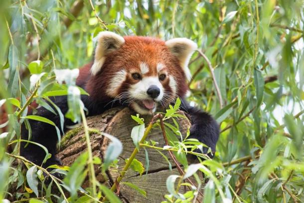 Pandas roux, loutres et cervidés en "colocation" au zoo de Mulhouse