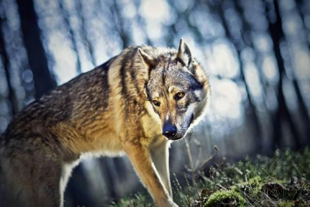 Loup : la Meurthe-et-Moselle tente de se défendre après plusieurs attaques