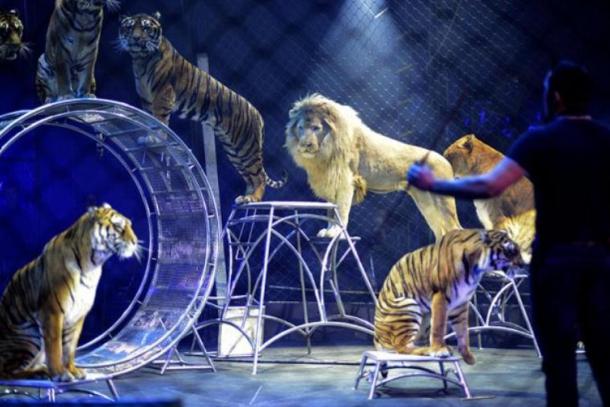 Le cirque Arlette Gruss fête ses 30 ans à Nancy lors d’un show exceptionnel