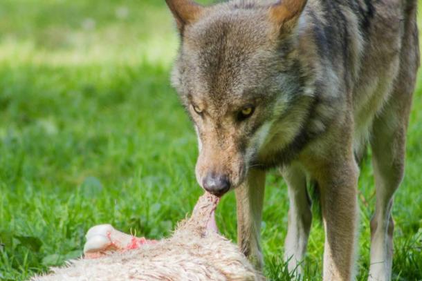 La Meurthe-et-Moselle autorise les tirs d’effarouchement contre le loup