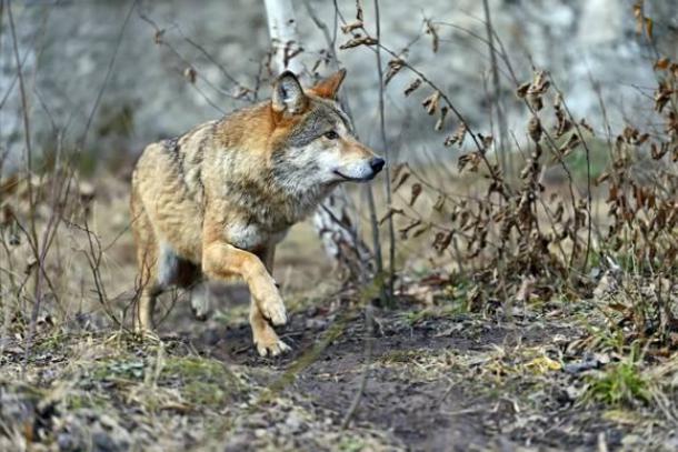 Le loup soupçonné d'une attaque mortelle à 20 kilomètres de Nancy