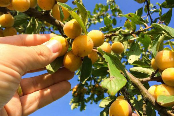 La récolte des mirabelles de Lorraine débute jeudi, annoncées "très juteuses"