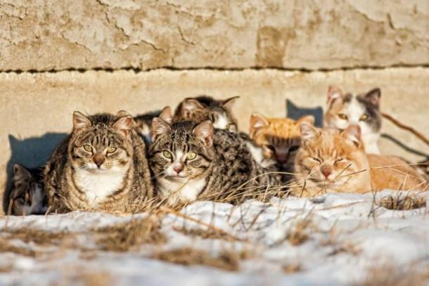 Vosges : une femme jugée pour des maltraitances sur ses 113 chats